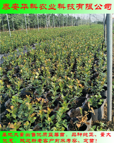 抗病虫害的兔眼蓝莓苗19年开始预售  华科农业