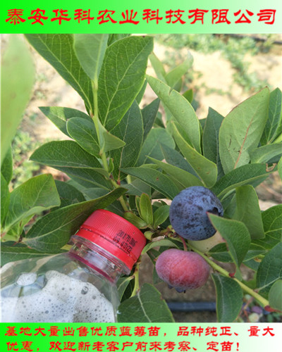 的薄雾蓝莓苗19年开始销售  华科农业