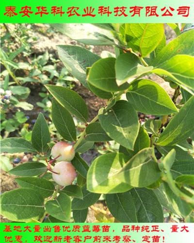 大棚栽植的双季蓝莓苗哪里卖华科苗木