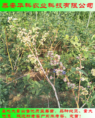 露天栽植的公爵蓝莓苗繁育基地  华科农业