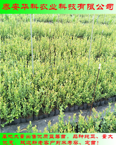 優(yōu)良品種一年生藍莓苗19年開始銷售  華科農(nóng)業(yè)