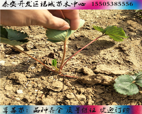 丽雪草莓苗价格%天津宁河新闻网