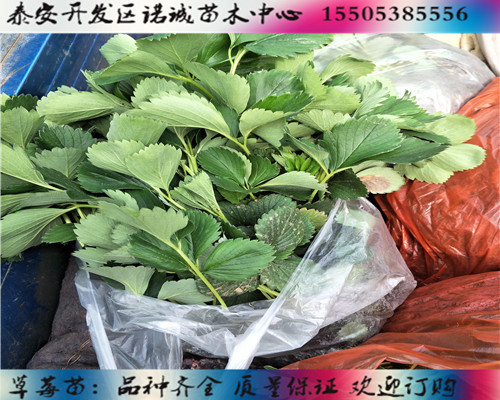 红颜草莓苗种植技术%河南漯河新闻网