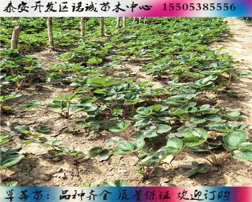 妙香3号草莓苗种植技术%上海杨浦新闻网