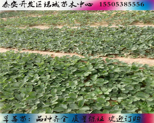 丽雪草莓苗哪里便宜%山西晋城新闻网