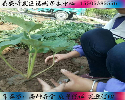 草莓苗種植技術(shù)%重慶彭水新聞網(wǎng)