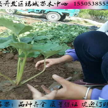 大慶妙香3號草莓苗便宜諾誠苗木