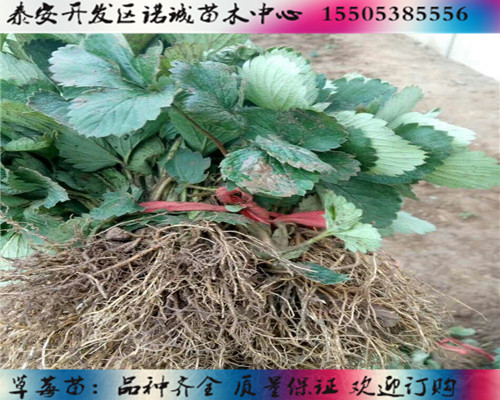 妙香3号草莓苗种植技术%上海杨浦新闻网