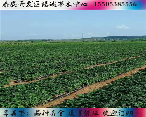 紅顏草莓苗育苗基地%山東淄博新聞網(wǎng)