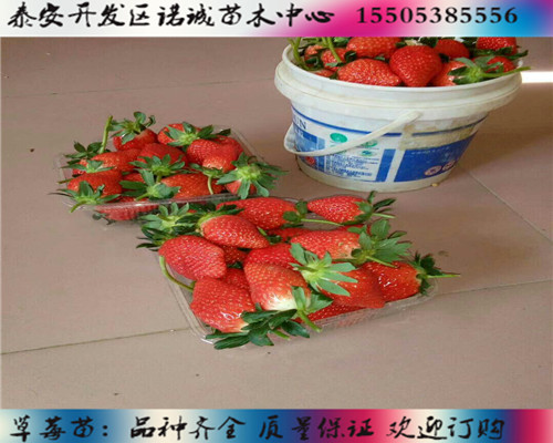 丽雪草莓苗价格%天津宁河新闻网