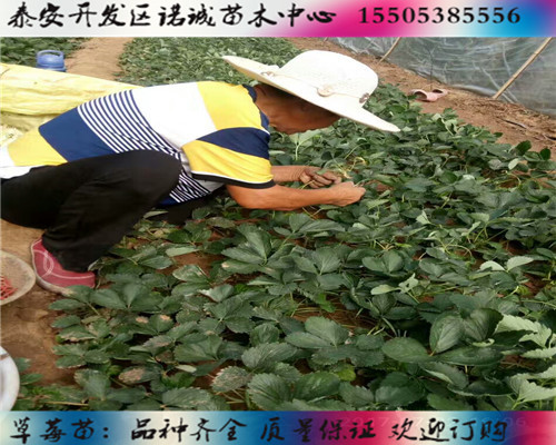 甜查理草莓苗多少钱一颗%重庆忠新闻网