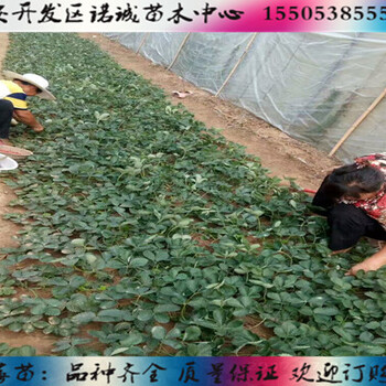 烏魯木齊桃熏白草莓苗種植技術(shù)諾誠苗木