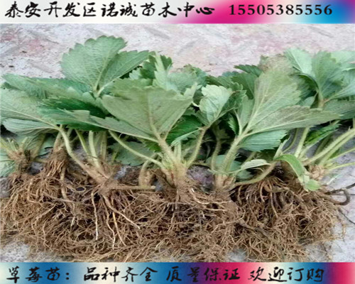 红颜草莓苗种植技术%河南漯河新闻网