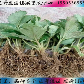 白雪公主草莓多少錢一株%北京房山新聞網(wǎng)