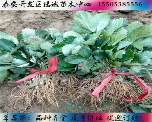 红颜草莓苗种植技术%河南漯河新闻网