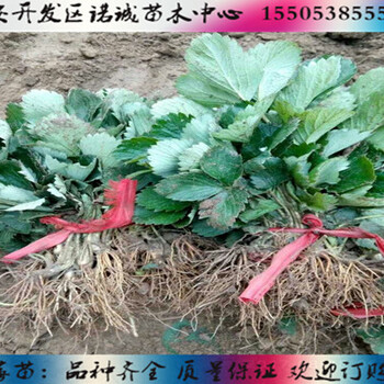 桃熏白草莓苗成活率%云南普洱新聞網(wǎng)