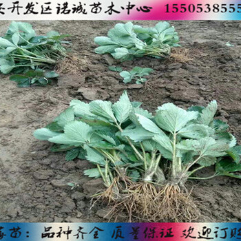 山東2009草莓苗多少錢(qián)一株諾誠(chéng)苗木