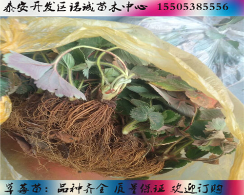 妙香七號草莓苗價格%吉林遼源新聞網(wǎng)