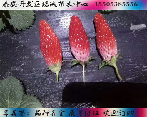 妙香3号草莓苗种植技术%天津西青新闻网