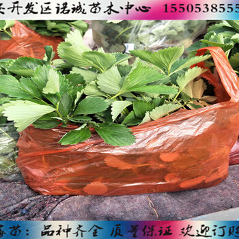 红颜草莓苗成活率%山东菏泽新闻网
