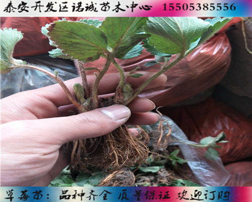 甜查理草莓苗多少钱一颗%重庆忠新闻网