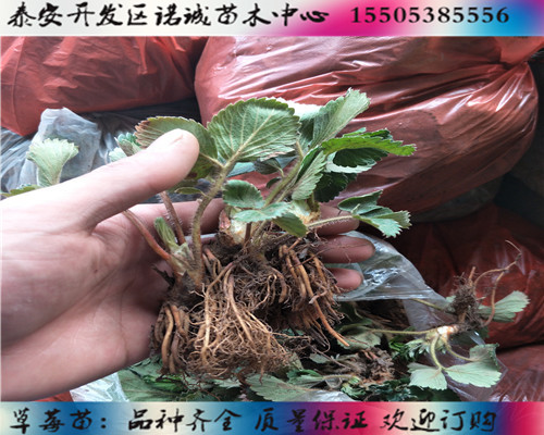 红颜草莓苗种植技术%河南漯河新闻网