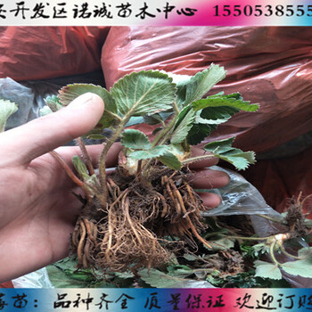 桃熏白草莓苗成活率%重慶璧山新聞網(wǎng)