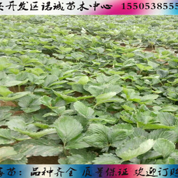 北京甜寶草莓苗成活率諾誠(chéng)苗木