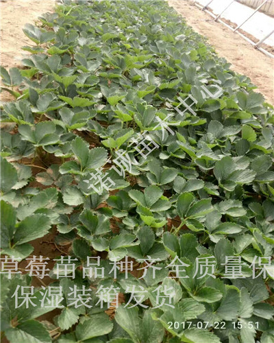 大賽草莓苗多少錢一顆諾誠苗木中心貴州銅仁