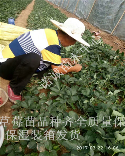 咖啡草莓苗價(jià)格諾誠苗木中心廣西賀州