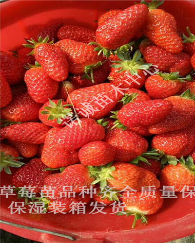 咖啡草莓苗價(jià)格諾誠苗木中心廣西賀州