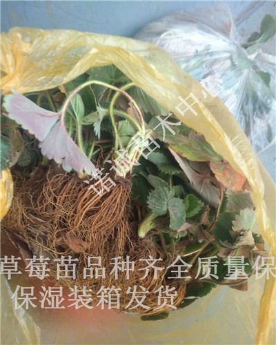 妙香3号草莓苗多少钱一株诺诚苗木中心安徽桐城