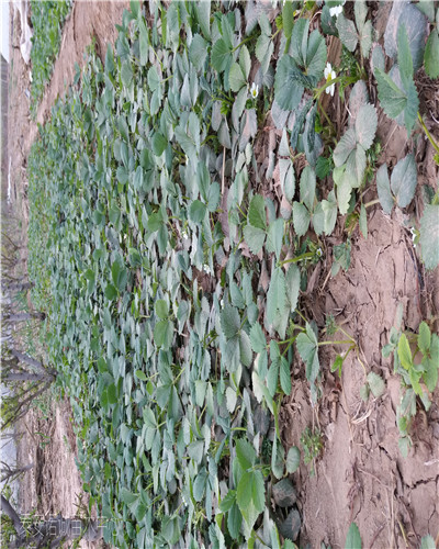 咖啡草莓苗種植技術(shù)諾誠(chéng)苗木中心云南昭通