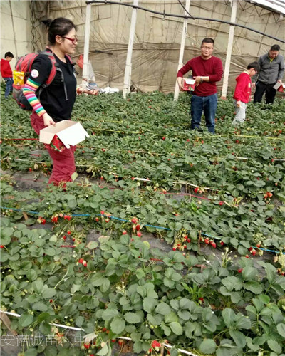 咖啡草莓苗种植技术诺诚苗木中心湖北黄冈