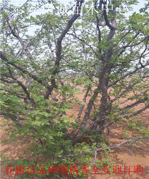 无刺花椒苗一亩地种多少株诺诚苗木中心上海金山