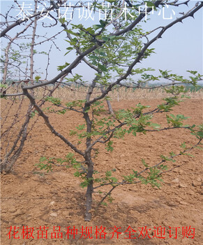 上海周边无刺花椒苗产量怎么样花椒苗多少钱