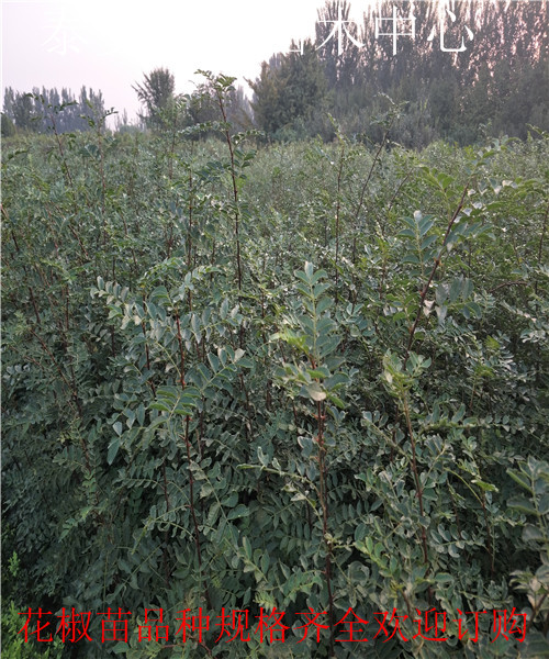 青花椒苗多少钱一颗诺诚苗木中心上海金山