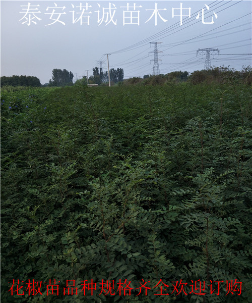 无刺花椒苗一亩地种多少株诺诚苗木中心湖南邵阳