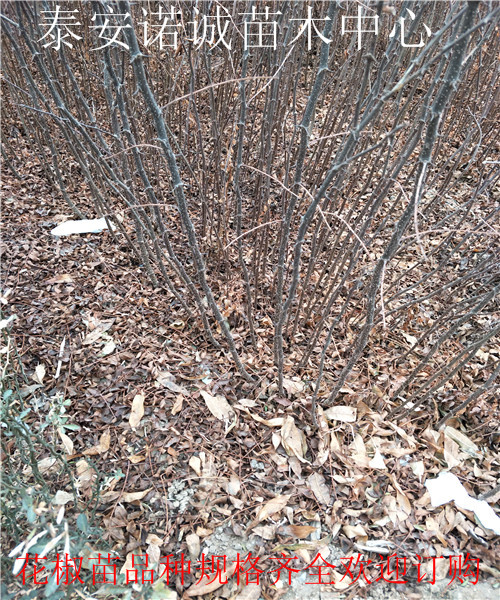 普陀九花椒苗多少钱一株花椒苗多少钱