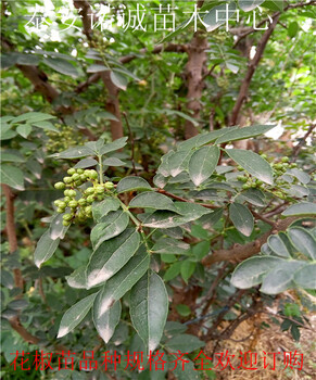 无刺花椒苗价格诺诚苗木中心重庆忠县