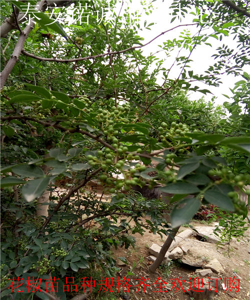 九叶青花椒苗哪里有卖诺诚苗木中心湖北鄂州