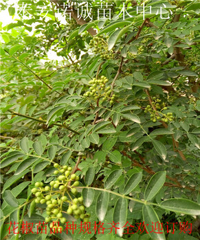 常州大花椒苗新价格花椒苗多少钱