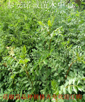 青椒苗一亩地种多少株诺诚苗木中心黑龙江鹤岗