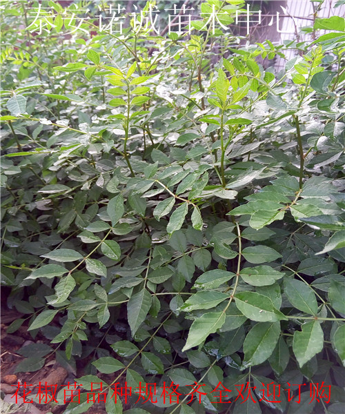 青花椒苗价格诺诚苗木中心山西吕梁