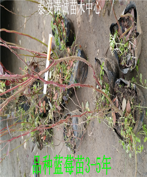 適合北方種植藍寶石藍莓苗哪里賣的山東