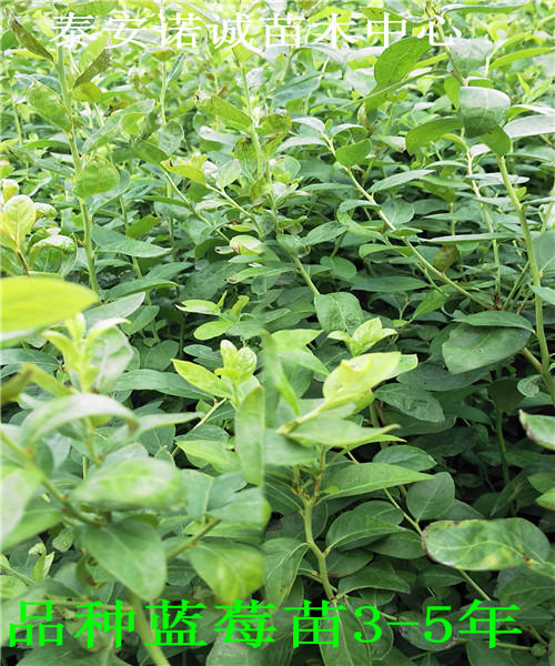 地栽藍藍莓苗產量怎么樣山東