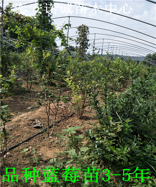 适合北方种植绿宝石蓝莓苗怎么山东