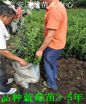 瑞卡藍莓苗哪里有賣三年苗價格品種選購?fù)扑]