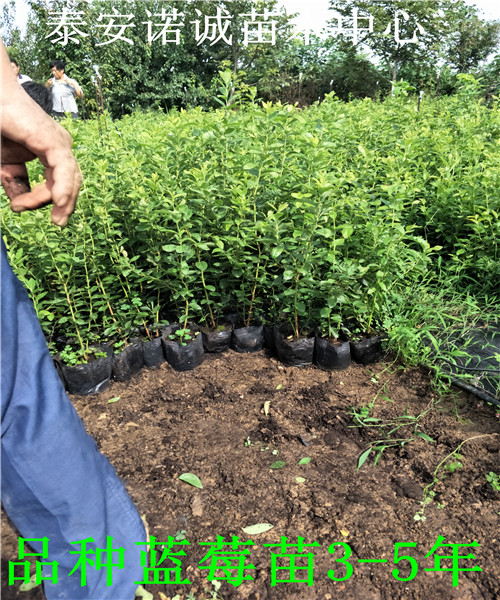 適合南方種植伯克利藍(lán)莓苗價(jià)格山東
