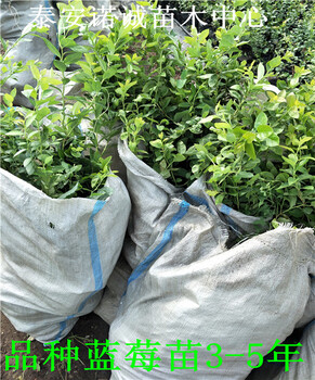 適合南方種植瑞卡藍(lán)莓苗怎么管理山東